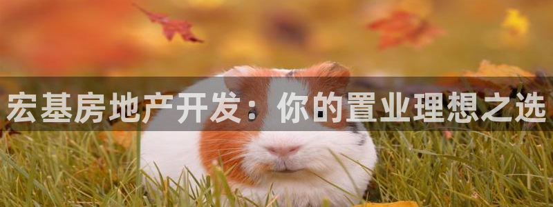 永利来织带